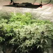 Gelatdos Jabb... My crossing.