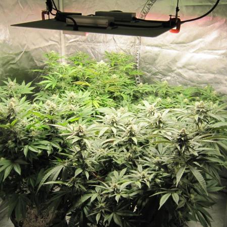 Gelatdos Jabb... My crossing.