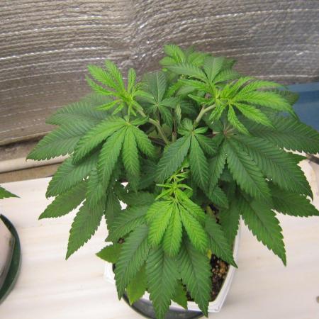 Grapes by UKHTA