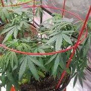 Mimosa - Breakfast, Wake-and-Bake