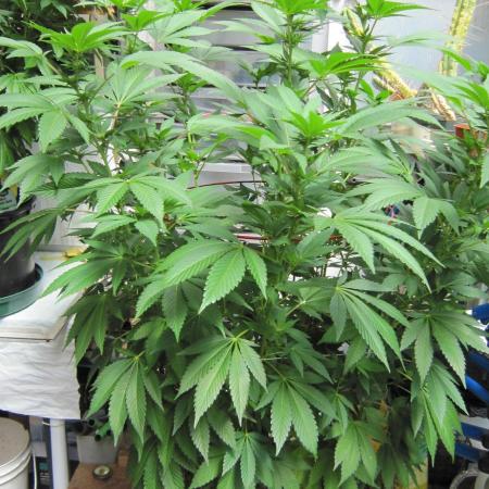 Gorilla Gelato - Ganja Seeds