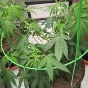Kush Mints - Minty Flavor Hunt