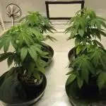 🍋 Lemon 🍊 Mandarin 😎 🤗 🤩