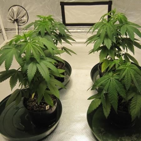 🍋 Lemon 🍊 Mandarin 😎 🤗 🤩