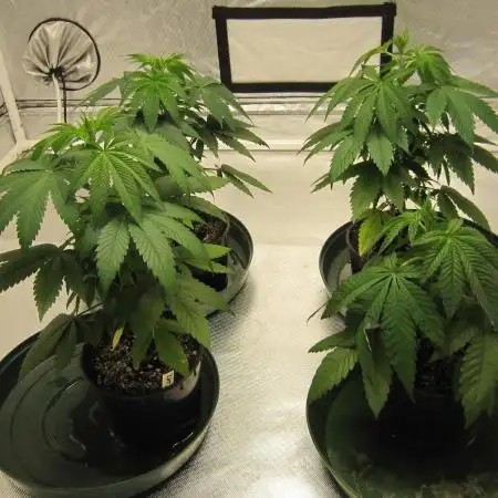 🍋 Lemon 🍊 Mandarin 😎 🤗 🤩