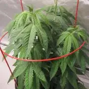 💪🔥⚡ Hulk OG - by IZI