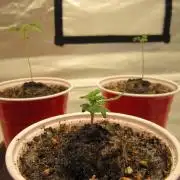 🦍Gorilla👩🏻‍🍳Cookies by Seed Stockers