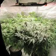 🍋 Lemon 🍊 Mandarin 😎 🤗 🤩