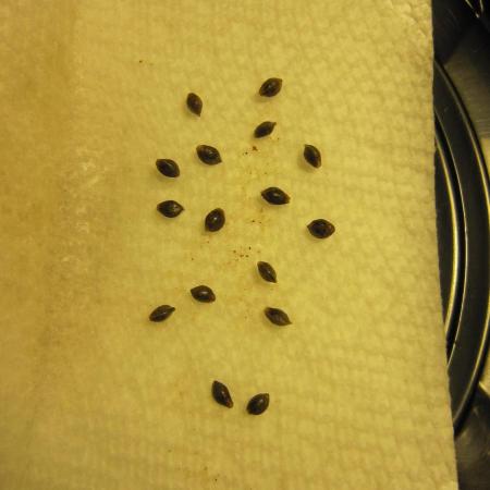 Runtz Mintz Cream by SnowShoe Joe