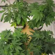Gorilla Gelato - Ganja Seeds