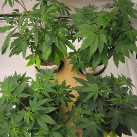 Gorilla Gelato - Ganja Seeds