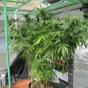 Gorilla Gelato - Ganja Seeds