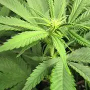 🍋 Lemon 🍊 Mandarin 😎 🤗 🤩