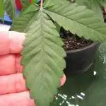 💪🔥⚡ Hulk OG - by IZI