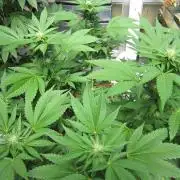 Gorilla Gelato - Ganja Seeds