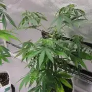 Mimosa - Breakfast, Wake-and-Bake
