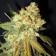 Best Clones... Showing off my...