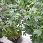 Best Clones... Showing off my...