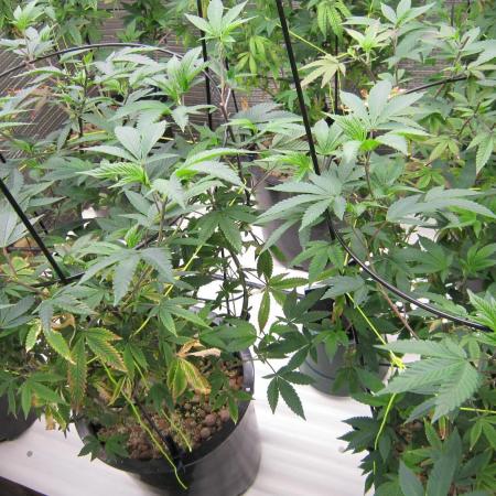 Best Clones... Showing off my...