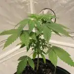 🍋 Lemon 🍊 Mandarin 😎 🤗 🤩