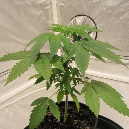 🍋 Lemon 🍊 Mandarin 😎 🤗 🤩