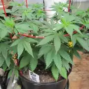 Gorilla Gelato - Ganja Seeds