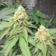 Best Clones... Showing off my...