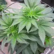 🦍Gorilla👩🏻‍🍳Cookies by Seed Stockers