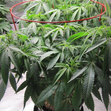 💪🔥⚡ Hulk OG - by IZI