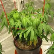 Gelatdos Jabb... My crossing.