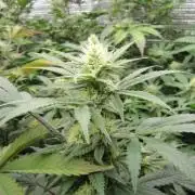 Best Clones... Showing off my...