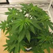 M.A.C.-Sensible Seeds-Premium Selection