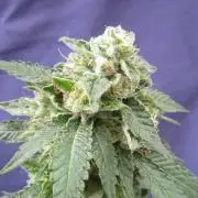 Gorilla Gelato - Ganja Seeds