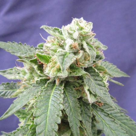 Gorilla Gelato - Ganja Seeds