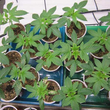 Runtz Mintz Cream by SnowShoe Joe