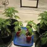 Gelatdos Jabb... My crossing.