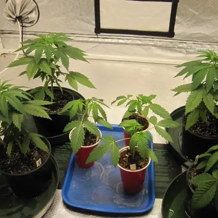 Gelatdos Jabb... My crossing.