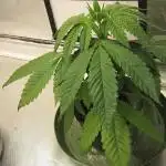 💪🔥⚡ Hulk OG - by IZI