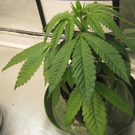 💪🔥⚡ Hulk OG - by IZI