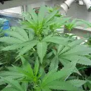 M.A.C.-Sensible Seeds-Premium Selection