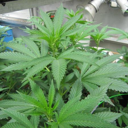 M.A.C.-Sensible Seeds-Premium Selection