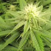 🍋 Lemon 🍊 Mandarin 😎 🤗 🤩