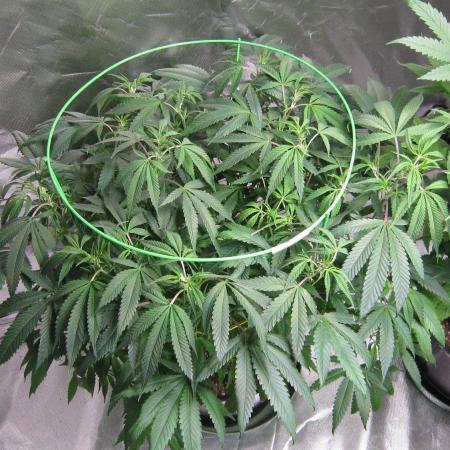 Kush Mints - Minty Flavor Hunt