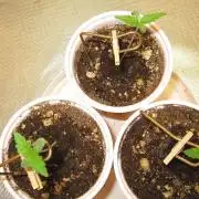 Kush Mints - Minty Flavor Hunt