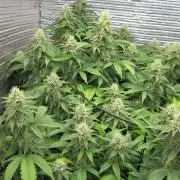 Best Clones... Showing off my...