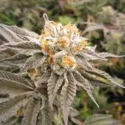 Best Clones... Showing off my...