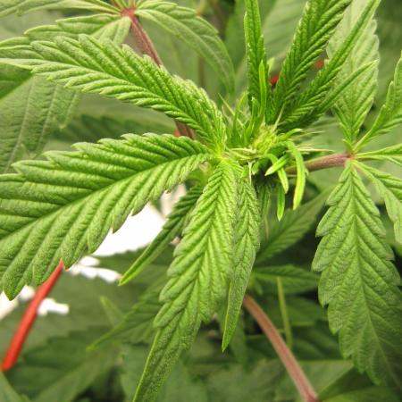 💪🔥⚡ Hulk OG - by IZI