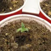 🦍Gorilla👩🏻🍳Cookies by Seed Stockers