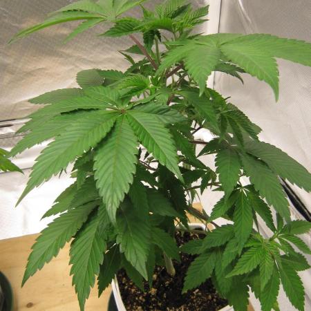 Gorilla Gelato - Ganja Seeds