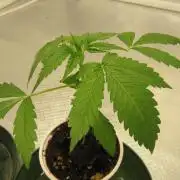 Kush Mints - Minty Flavor Hunt